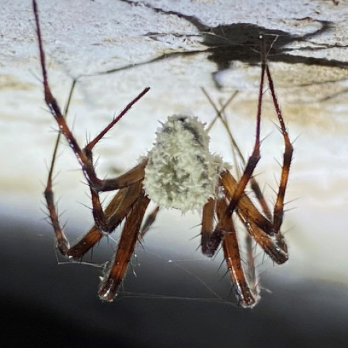 O nouă specie de ciupercă transformă păianjenii în „zombi”